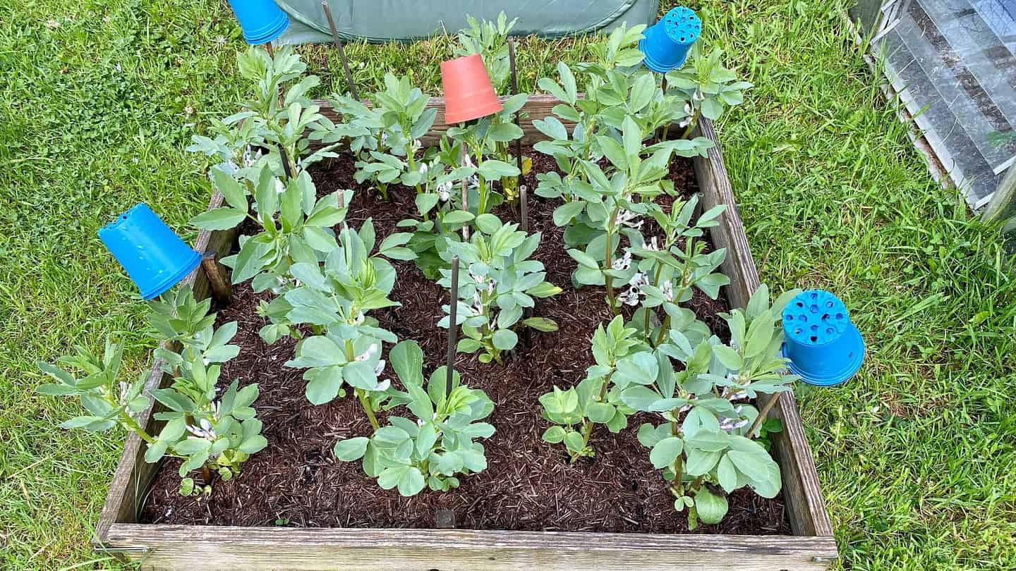 What To Do In The Garden In May garden-in-may-broad-beans