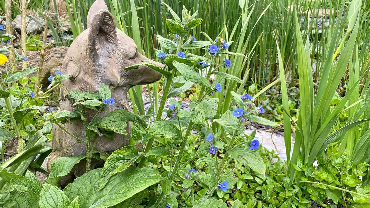 What To Do In The Garden In May garden-in-may-bugloss-alkanet