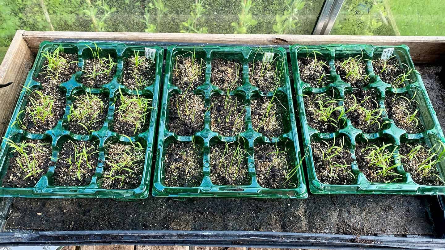 What To Do In The Garden In May garden-in-may-carrots-springonions