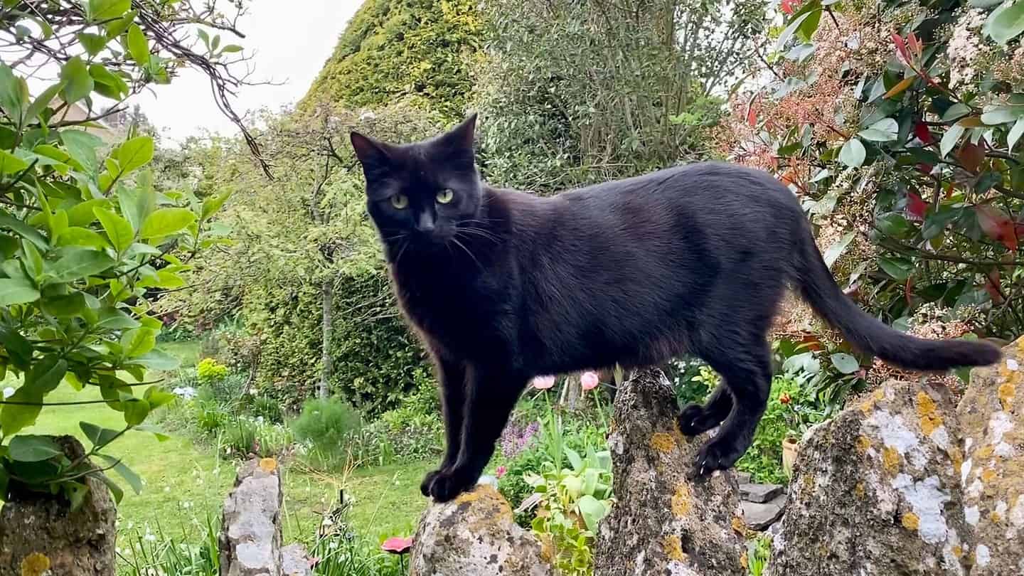 What To Do In The Garden In May garden-in-may-cat-black