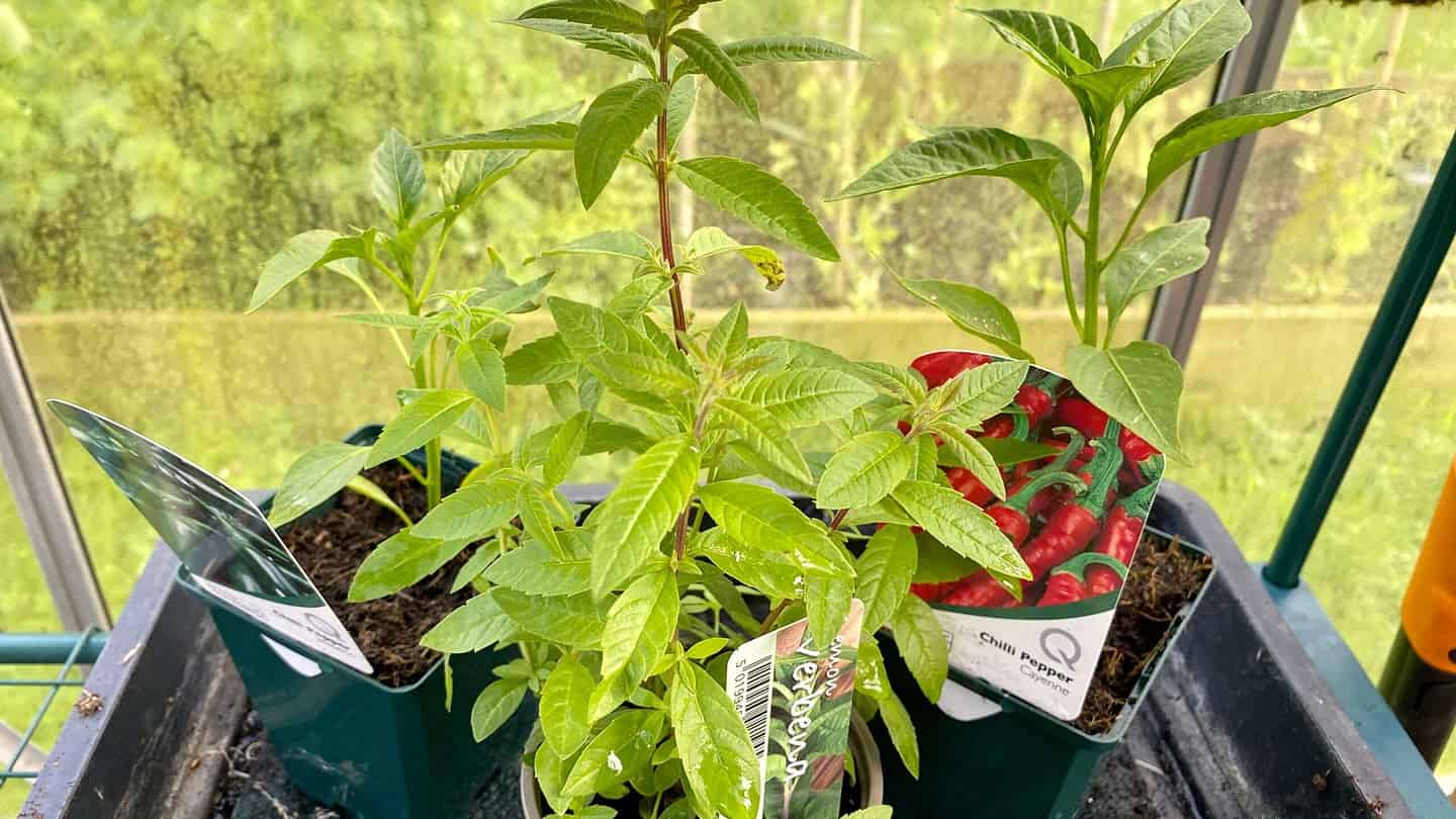 What To Do In The Garden In May garden-in-may-chillis-verbena