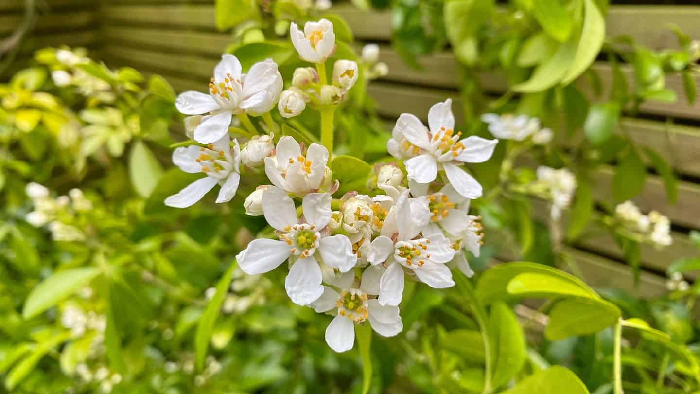 What To Do In The Garden In May garden-in-may-choisya