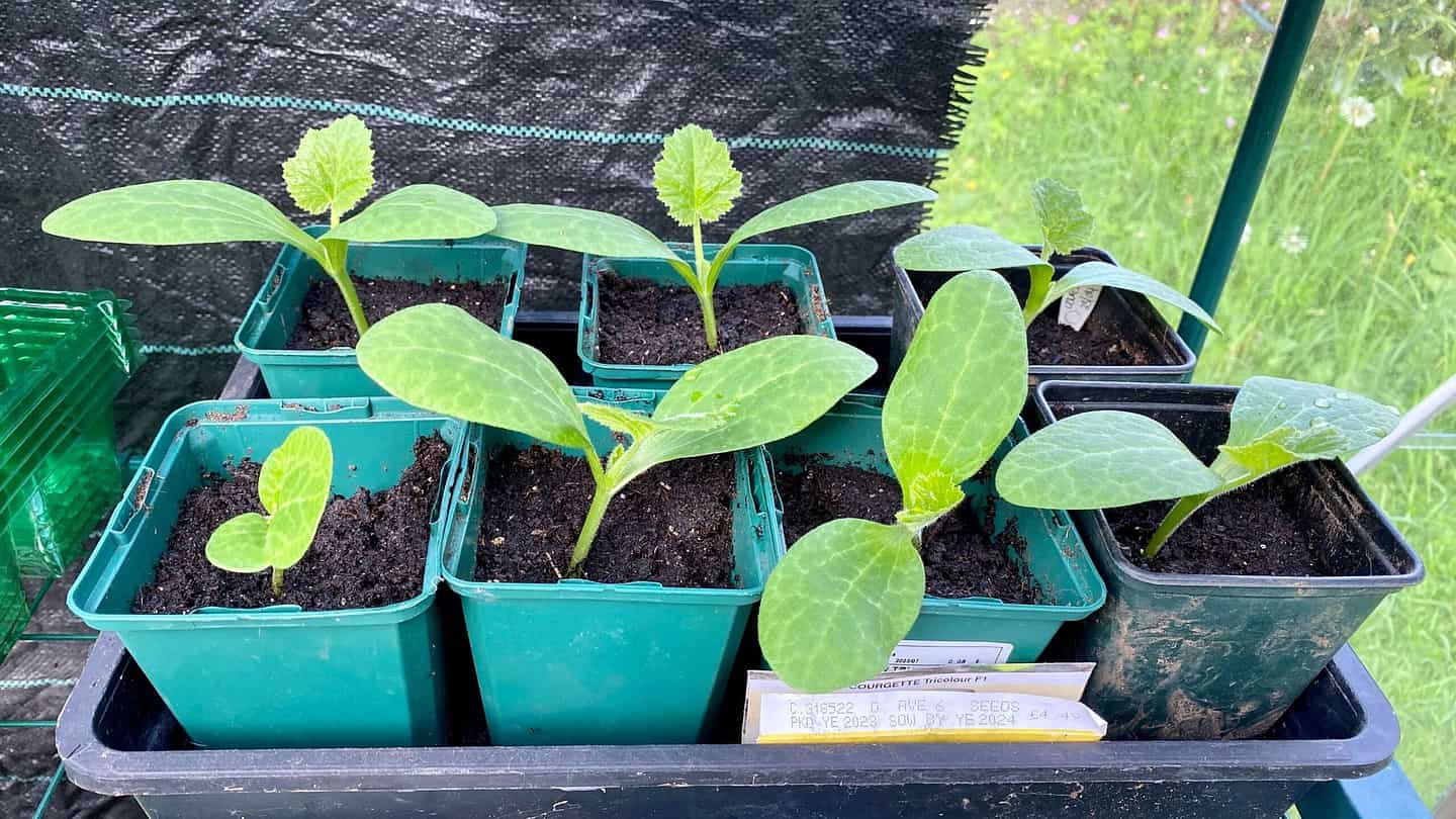 What To Do In The Garden In May garden-in-may-courgettes