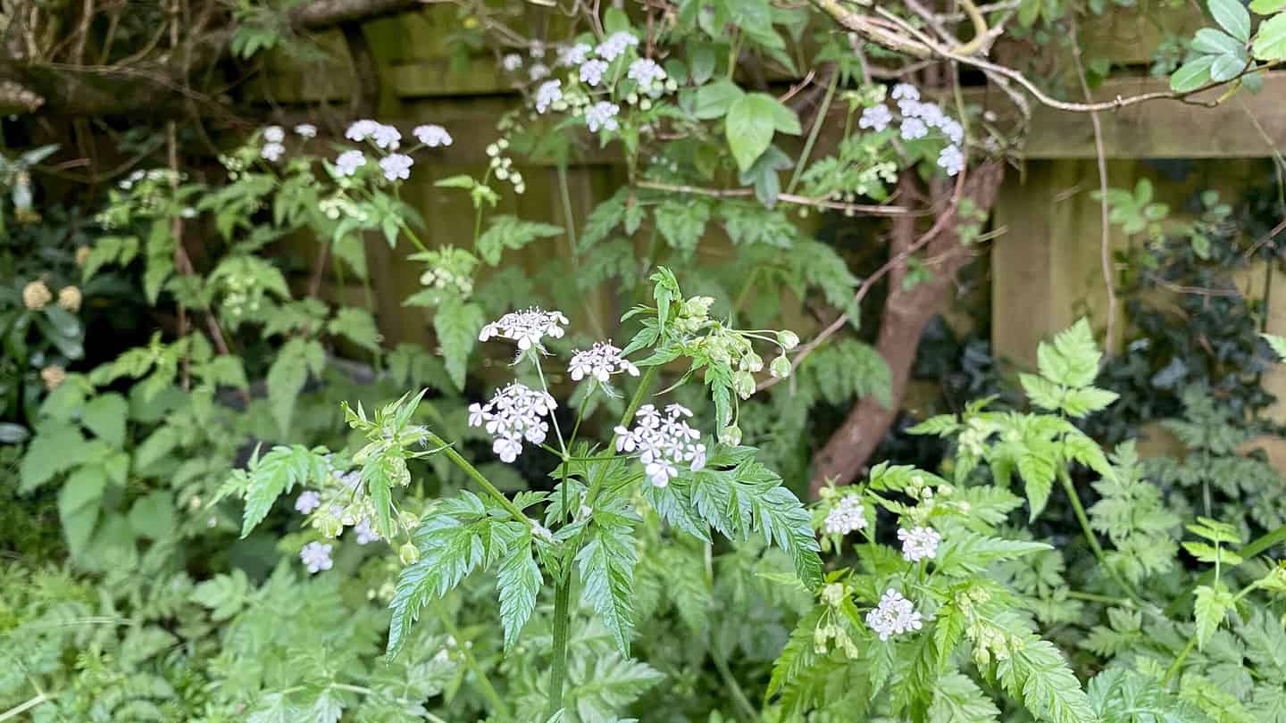 What To Do In The Garden In May garden in may cow parsley