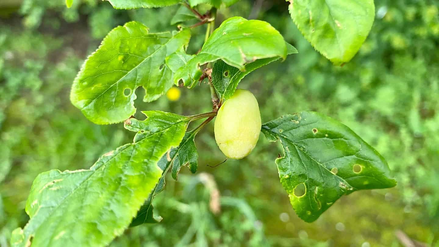 What To Do In The Garden In May garden-in-may-damson