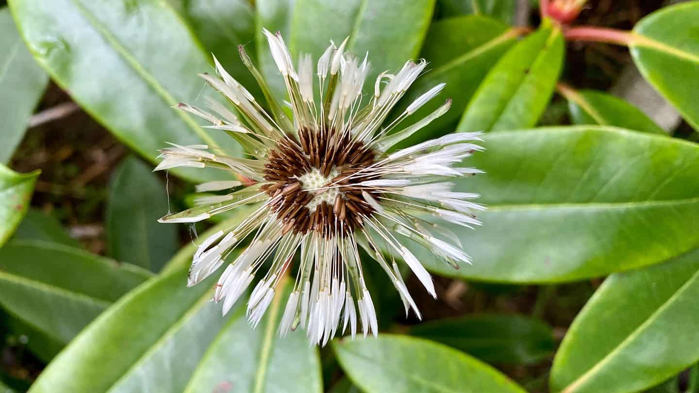 What To Do In The Garden In May garden-in-may-dandelion