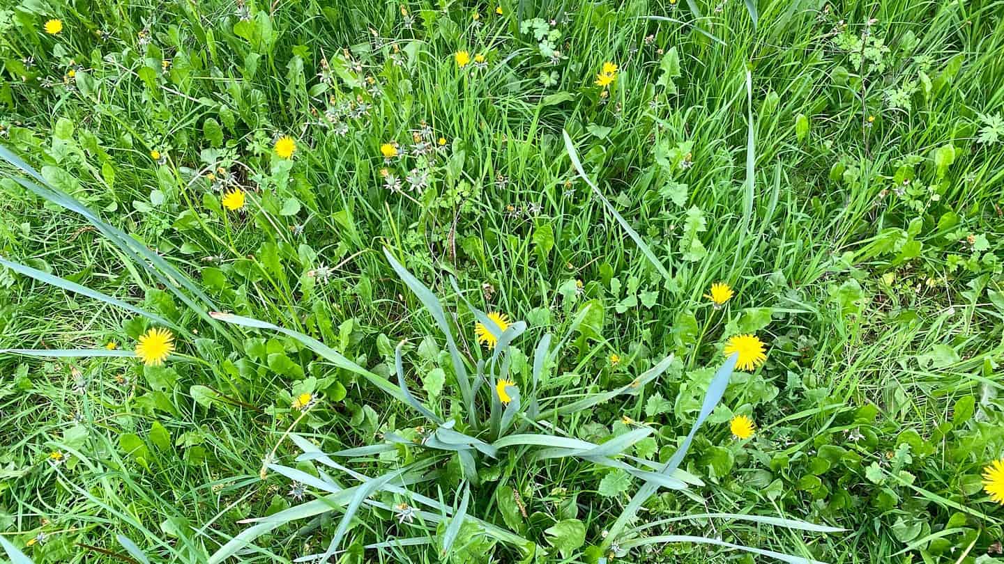 What To Do In The Garden In May garden-in-may-dandelions