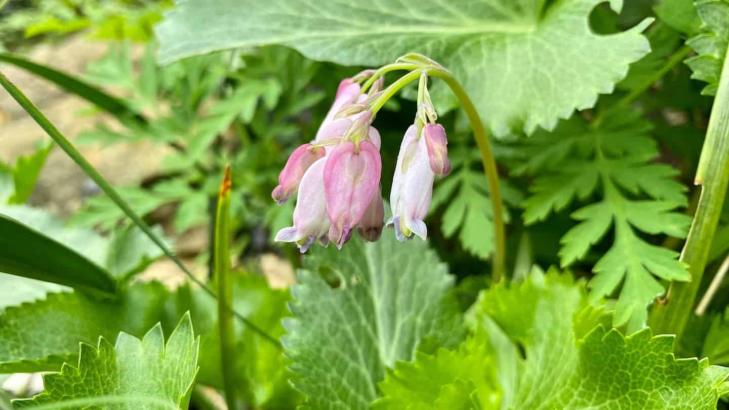 What To Do In The Garden In May garden-in-may-dicentra-pacific