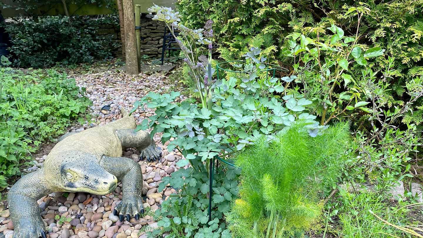 What To Do In The Garden In May garden-in-may-fennel