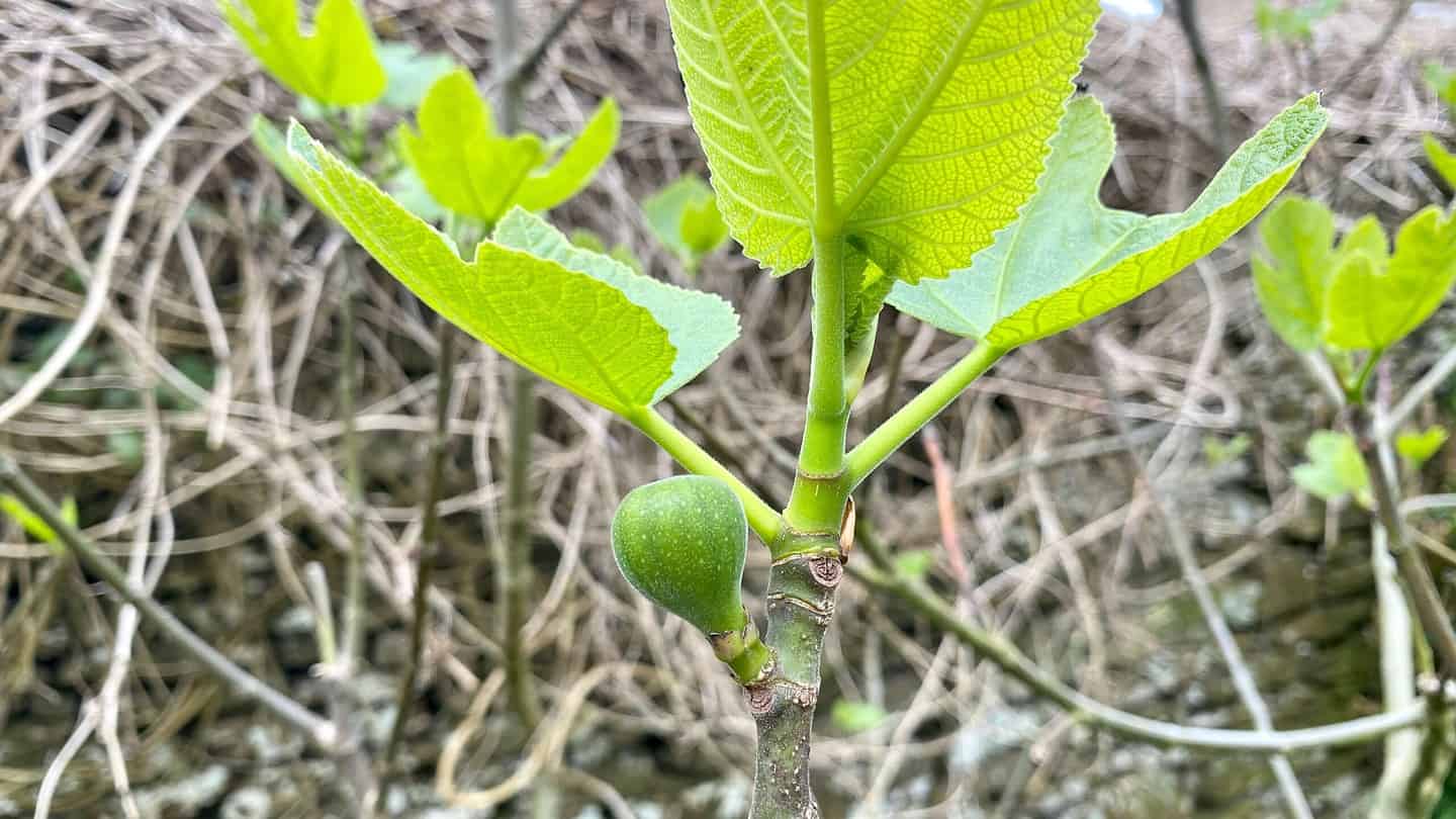What To Do In The Garden In May garden-in-may-fig