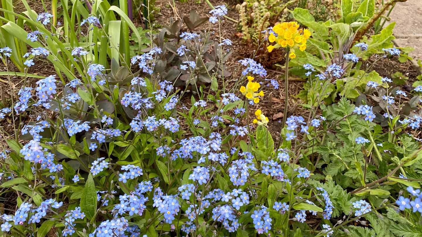 What To Do In The Garden In May garden-in-may-forgetmeknots