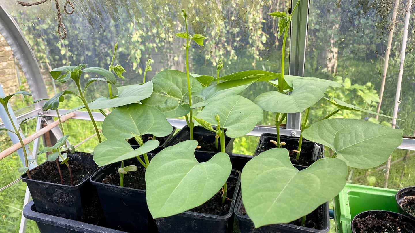 What To Do In The Garden In May garden-in-may-french-beans
