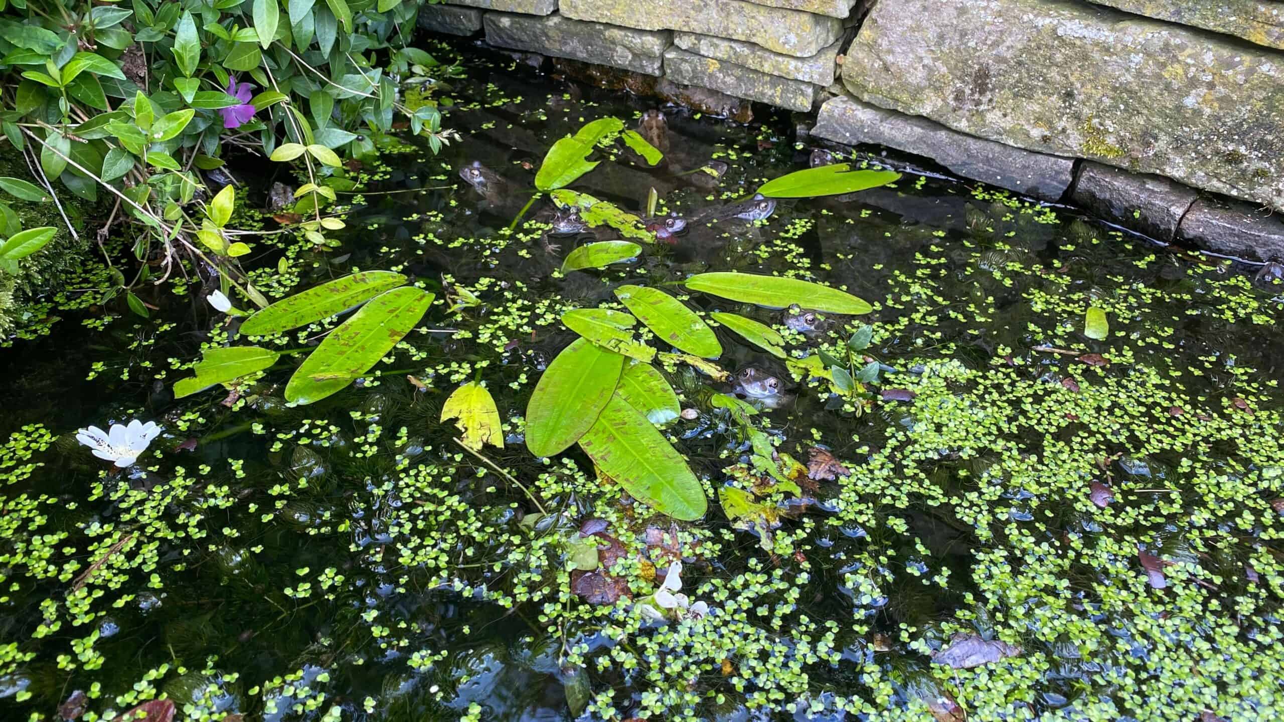 What To Do In The Garden In May garden-in-may-frogs