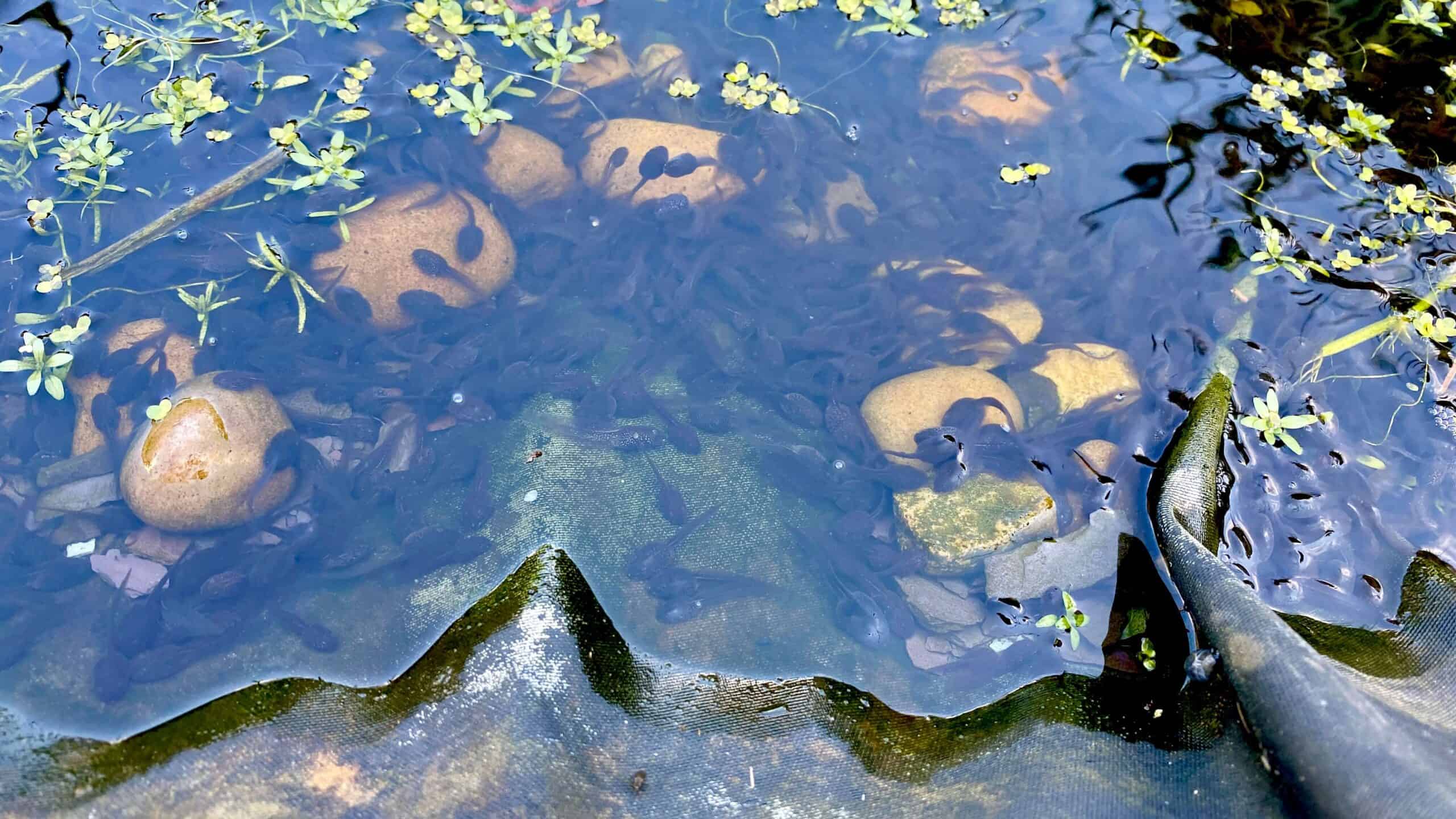 What To Do In The Garden In May garden-in-may-frogs-tadpoles