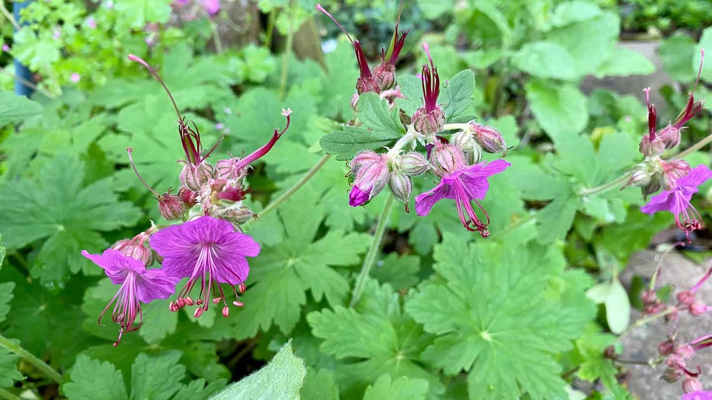 What To Do In The Garden In May garden-in-may-geranium