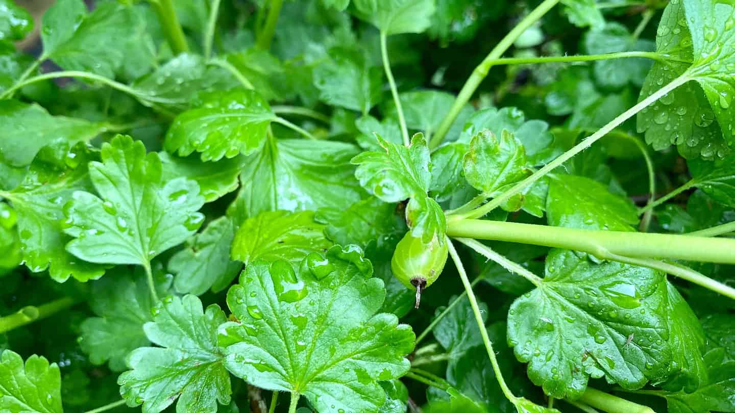 What To Do In The Garden In May garden-in-may-gooseberry