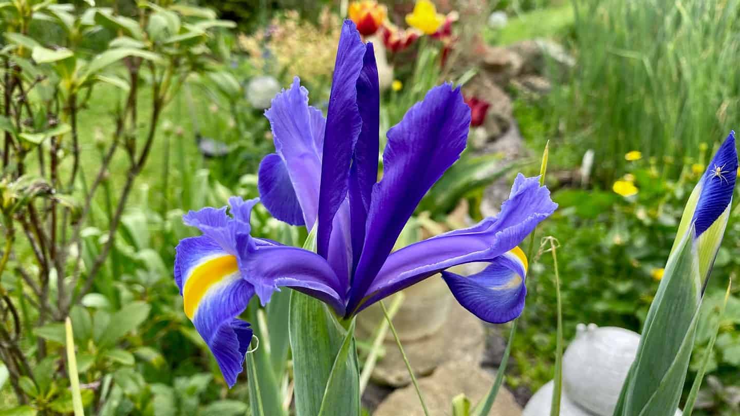 What To Do In The Garden In May garden-in-may-iris-blue