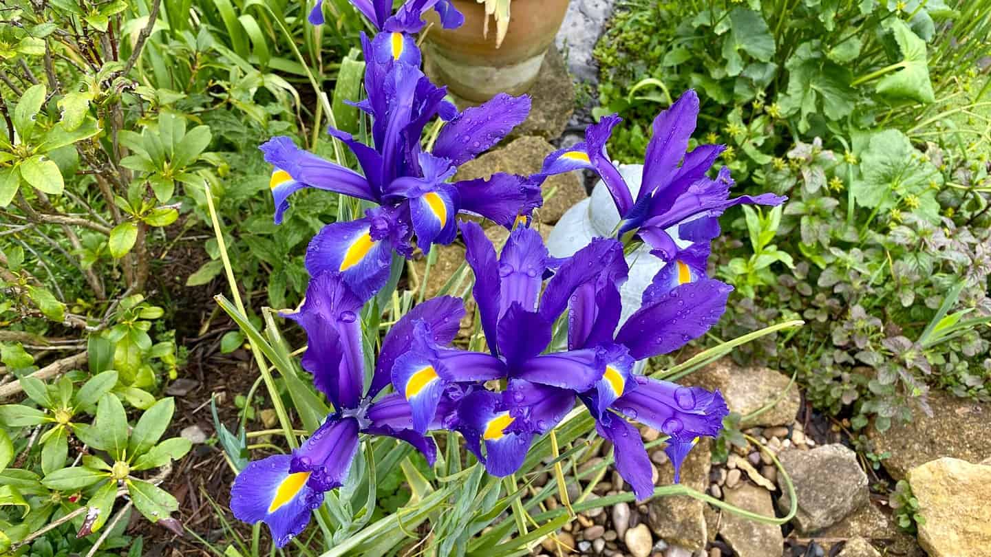 What To Do In The Garden In May garden-in-may-irises-blue