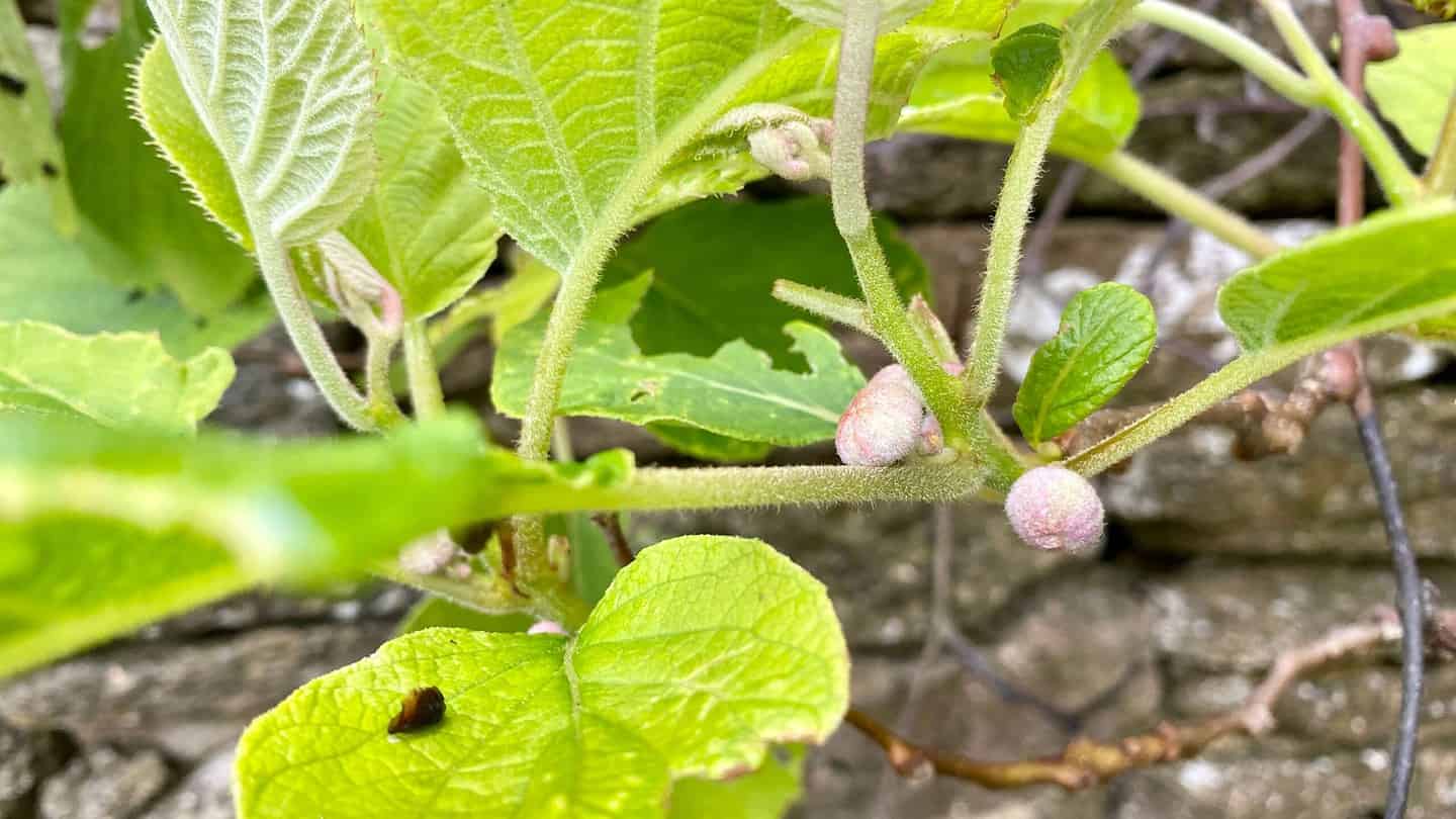 What To Do In The Garden In May garden-in-may-kiwis