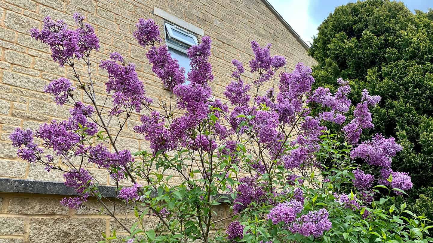 What To Do In The Garden In May garden-in-may-lilac01