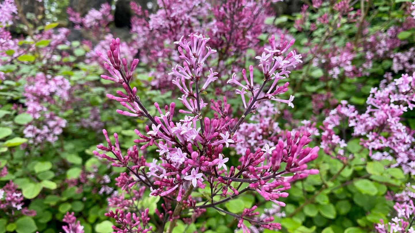 What To Do In The Garden In May garden-in-may-lilac03