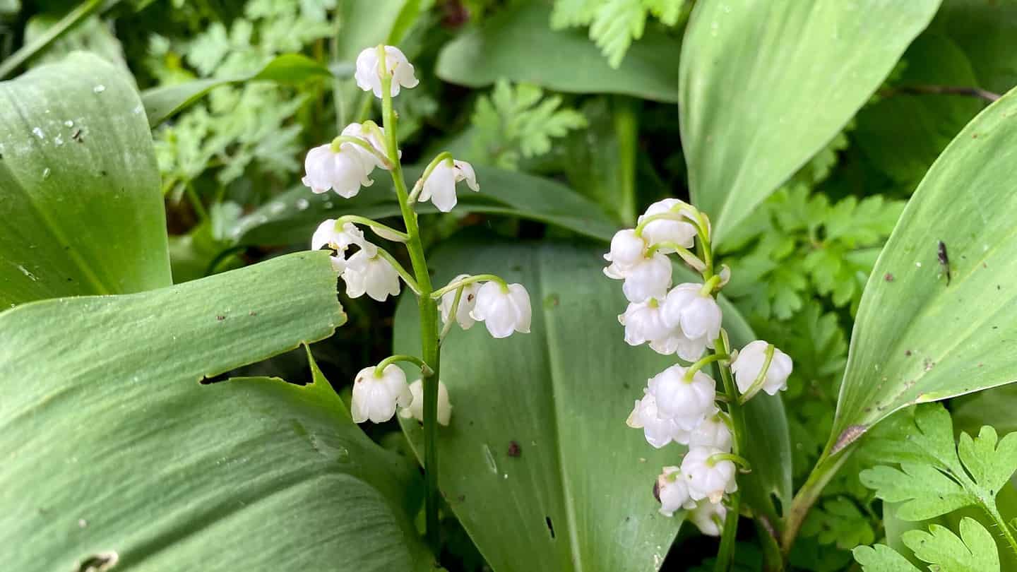What To Do In The Garden In May garden-in-may-lilyofthevalley