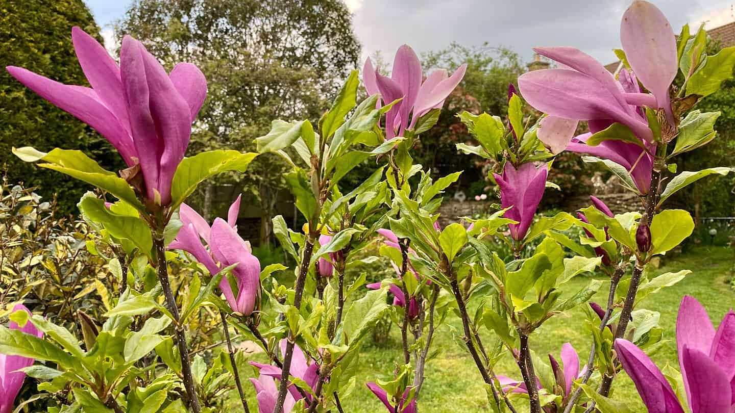 What To Do In The Garden In May garden-in-may-magnolia