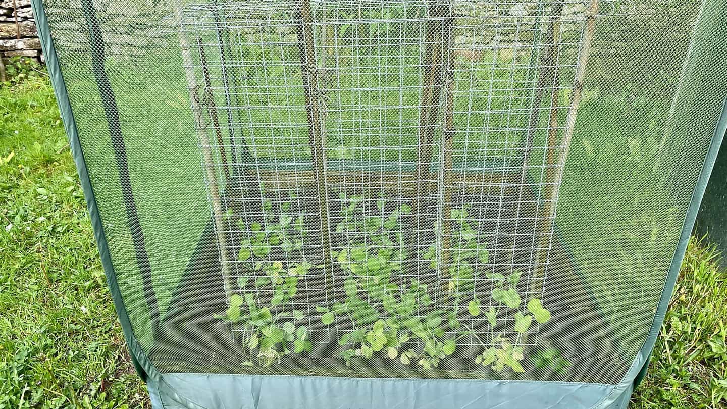 What To Do In The Garden In May garden-in-may-mangetout