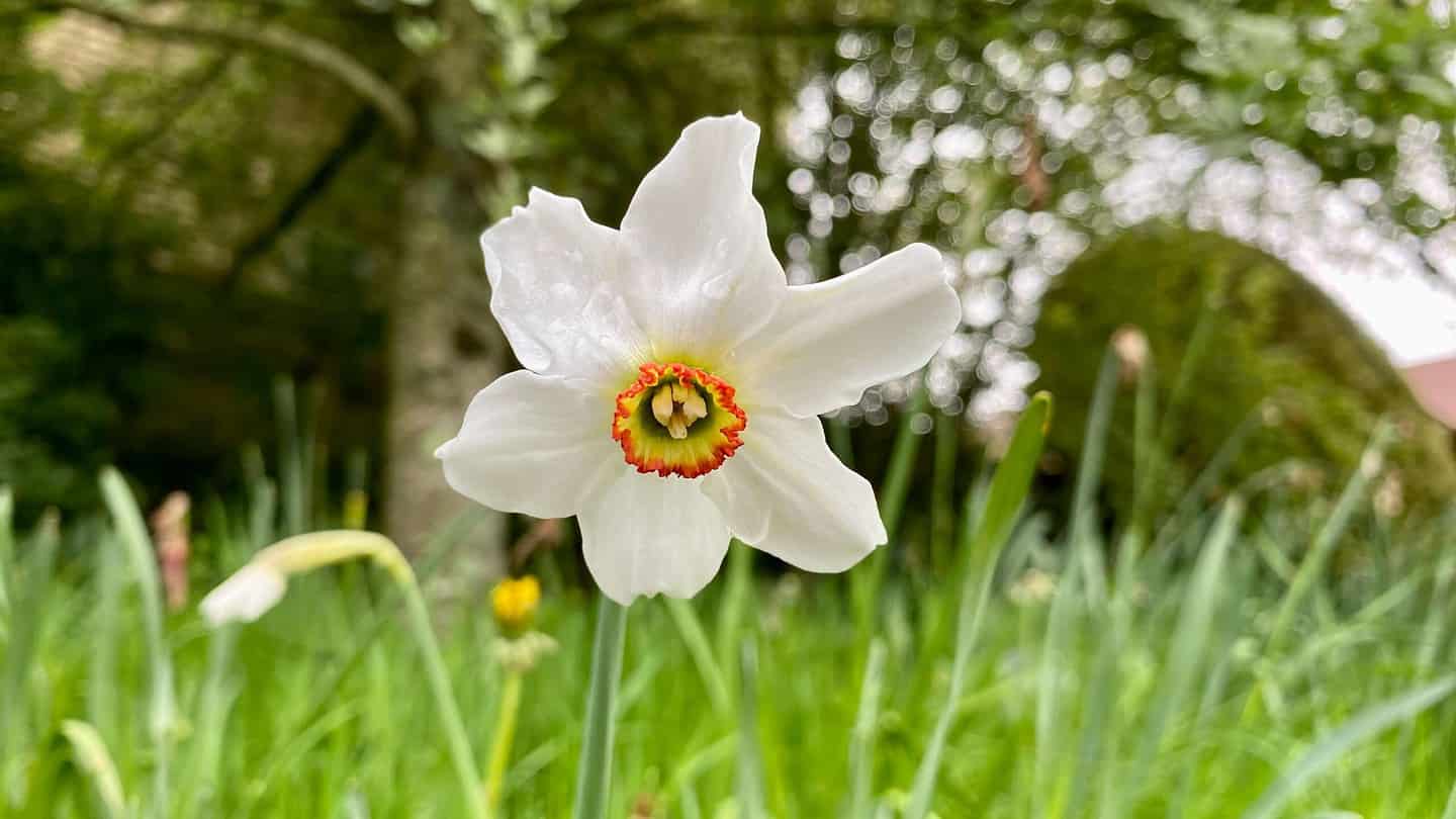 What To Do In The Garden In May garden-in-may-narcissi