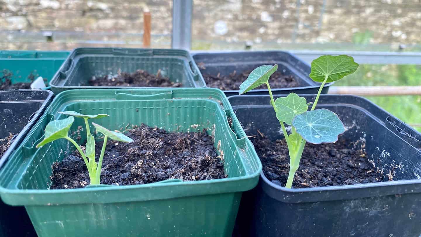 What To Do In The Garden In May garden in may nasturtium