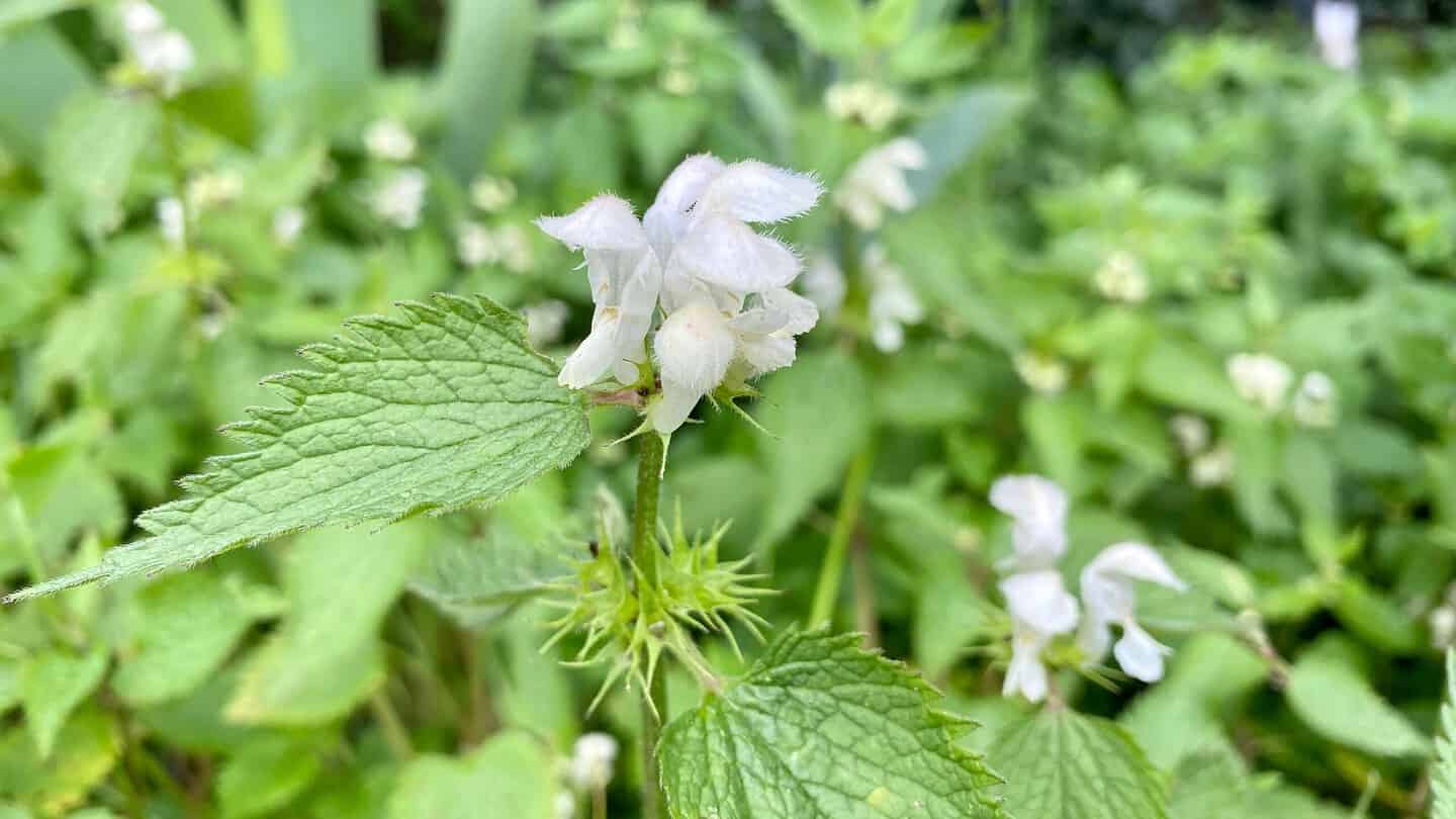 What To Do In The Garden In May garden-in-may-nettle-white