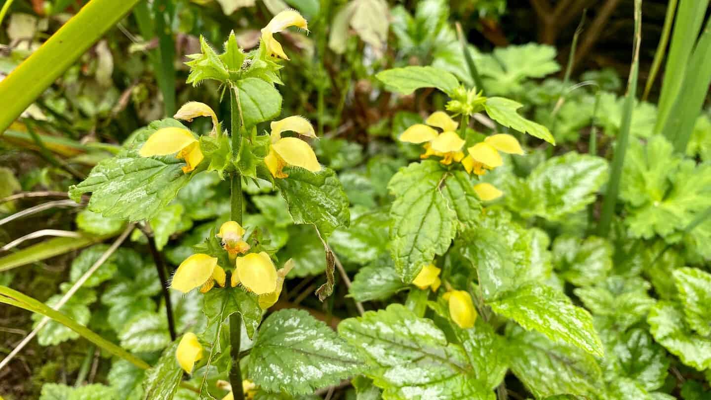 What To Do In The Garden In May garden-in-may-nettle-yellow