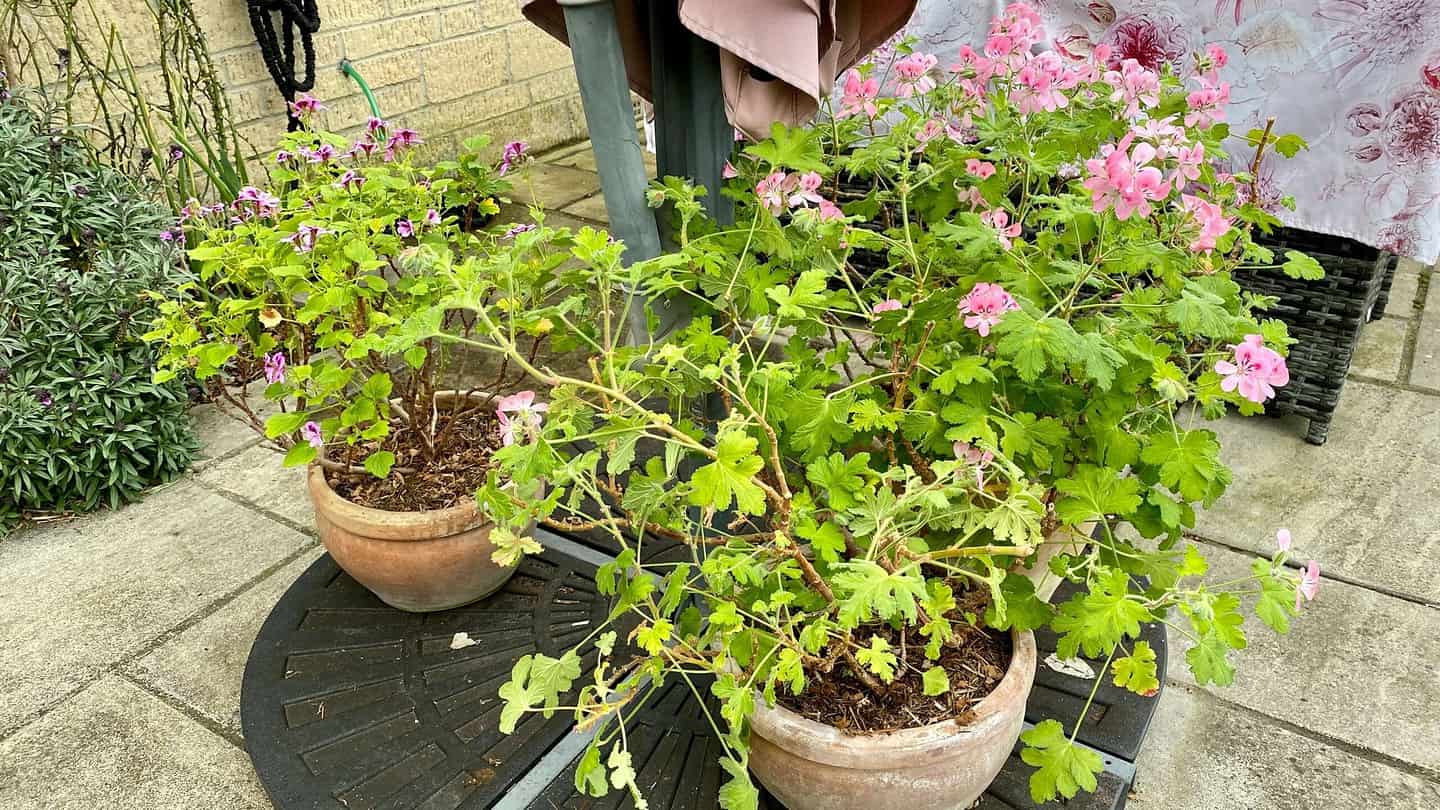 What To Do In The Garden In May garden in may pelargoniums