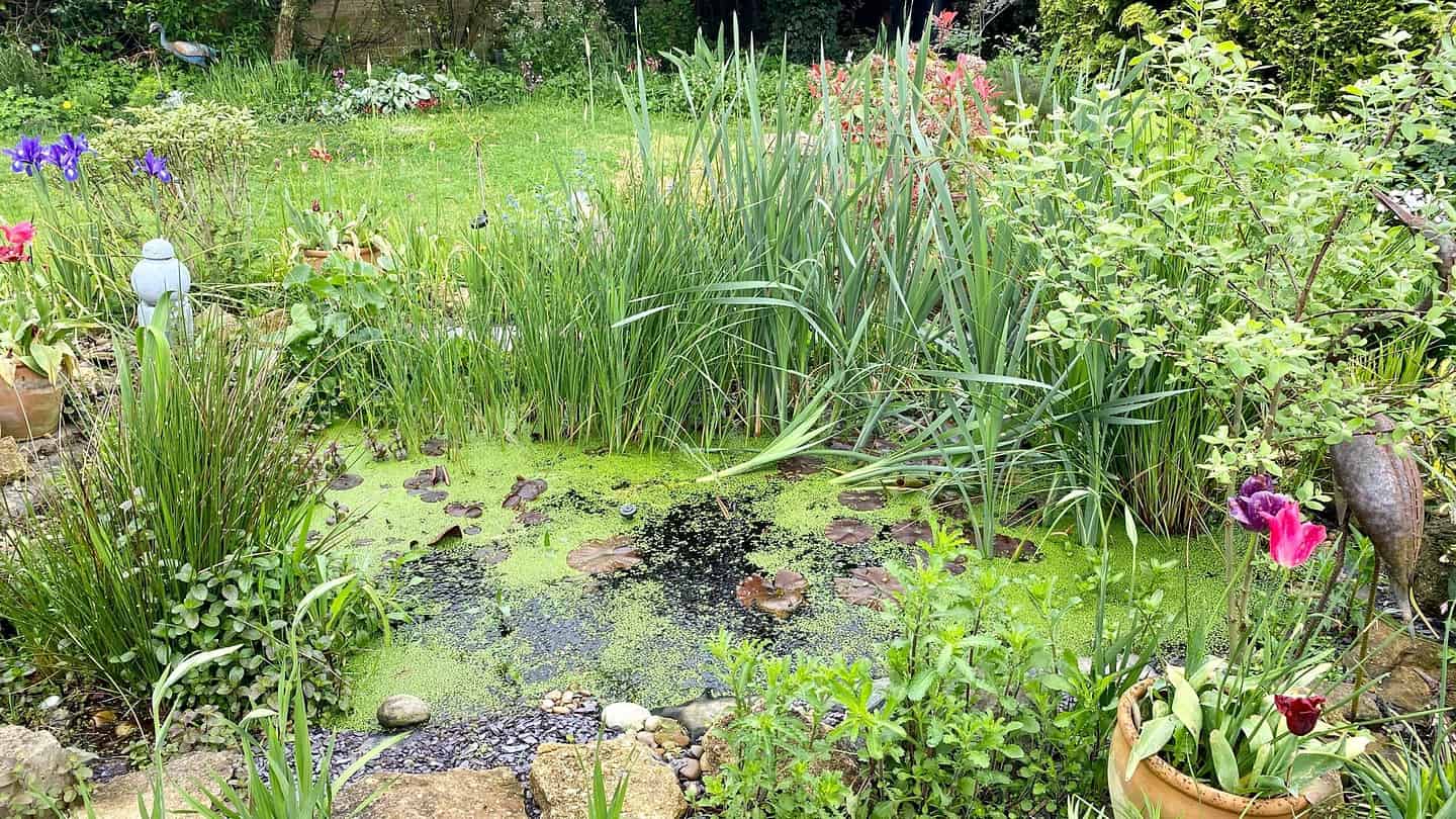 What To Do In The Garden In May garden-in-may-pond