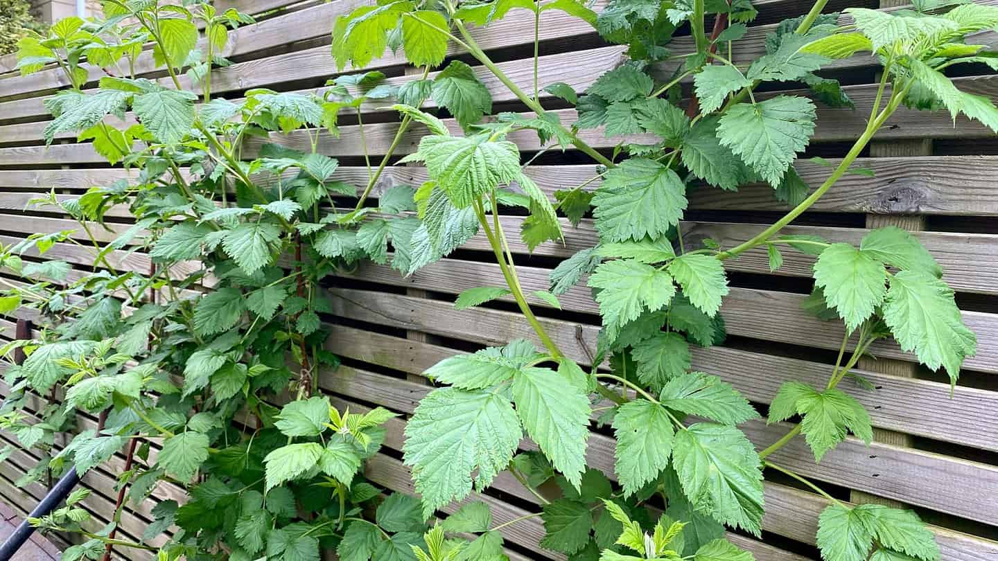 What To Do In The Garden In May garden-in-may-raspberries