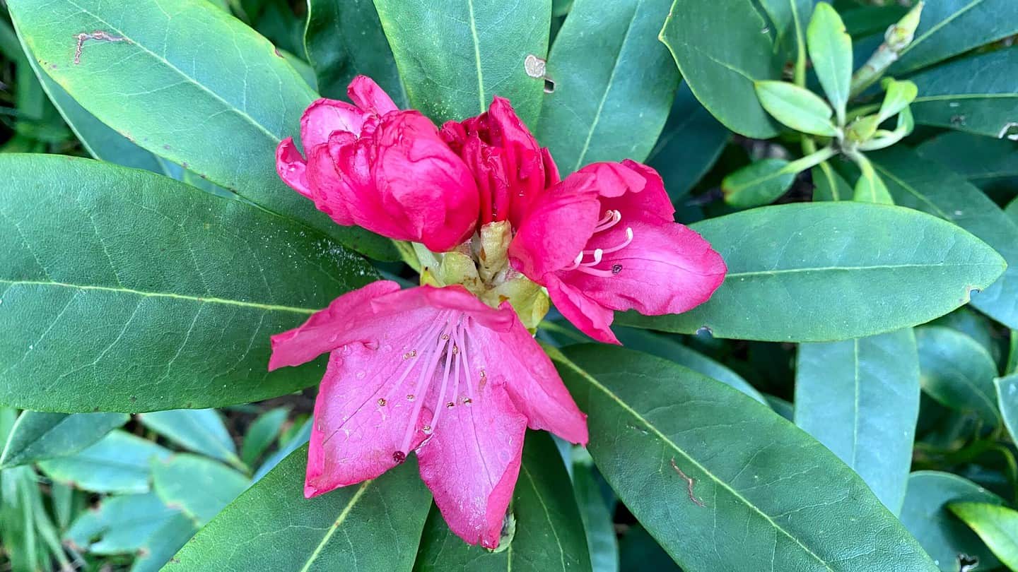 What To Do In The Garden In May garden-in-may-rhododendron