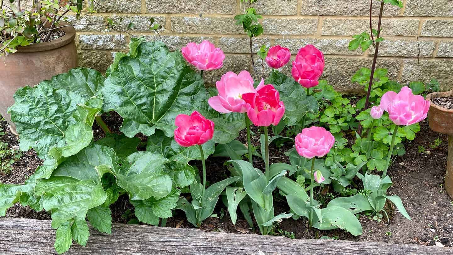 What To Do In The Garden In May garden-in-may-rhubarb