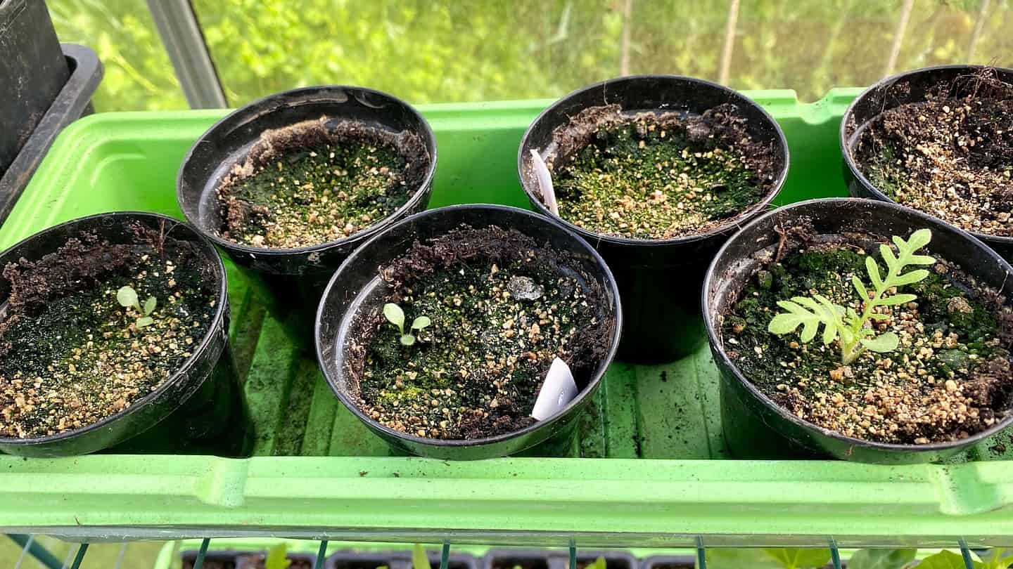 What To Do In The Garden In May garden-in-may-seedlings