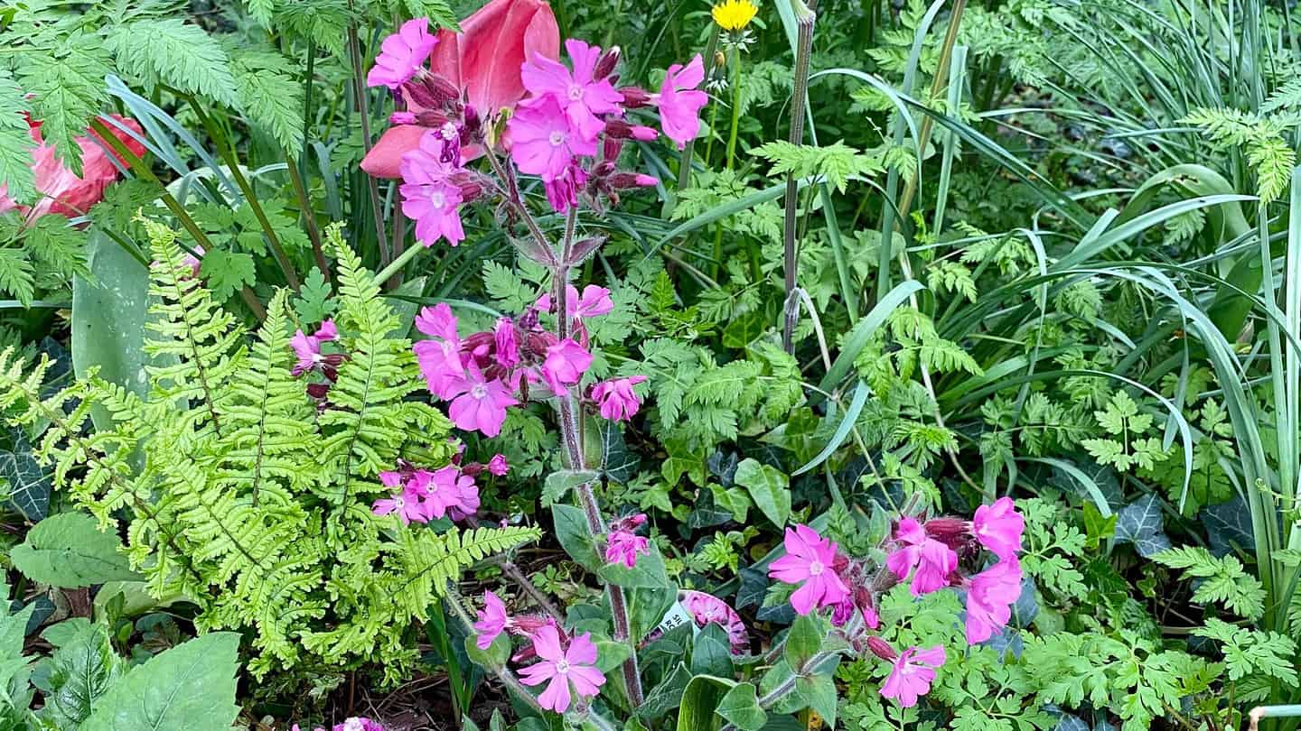 What To Do In The Garden In May garden-in-may-silene