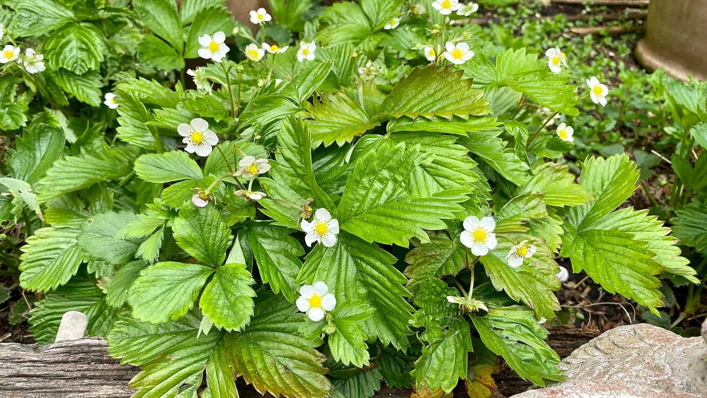 What To Do In The Garden In May garden-in-may-strawberries