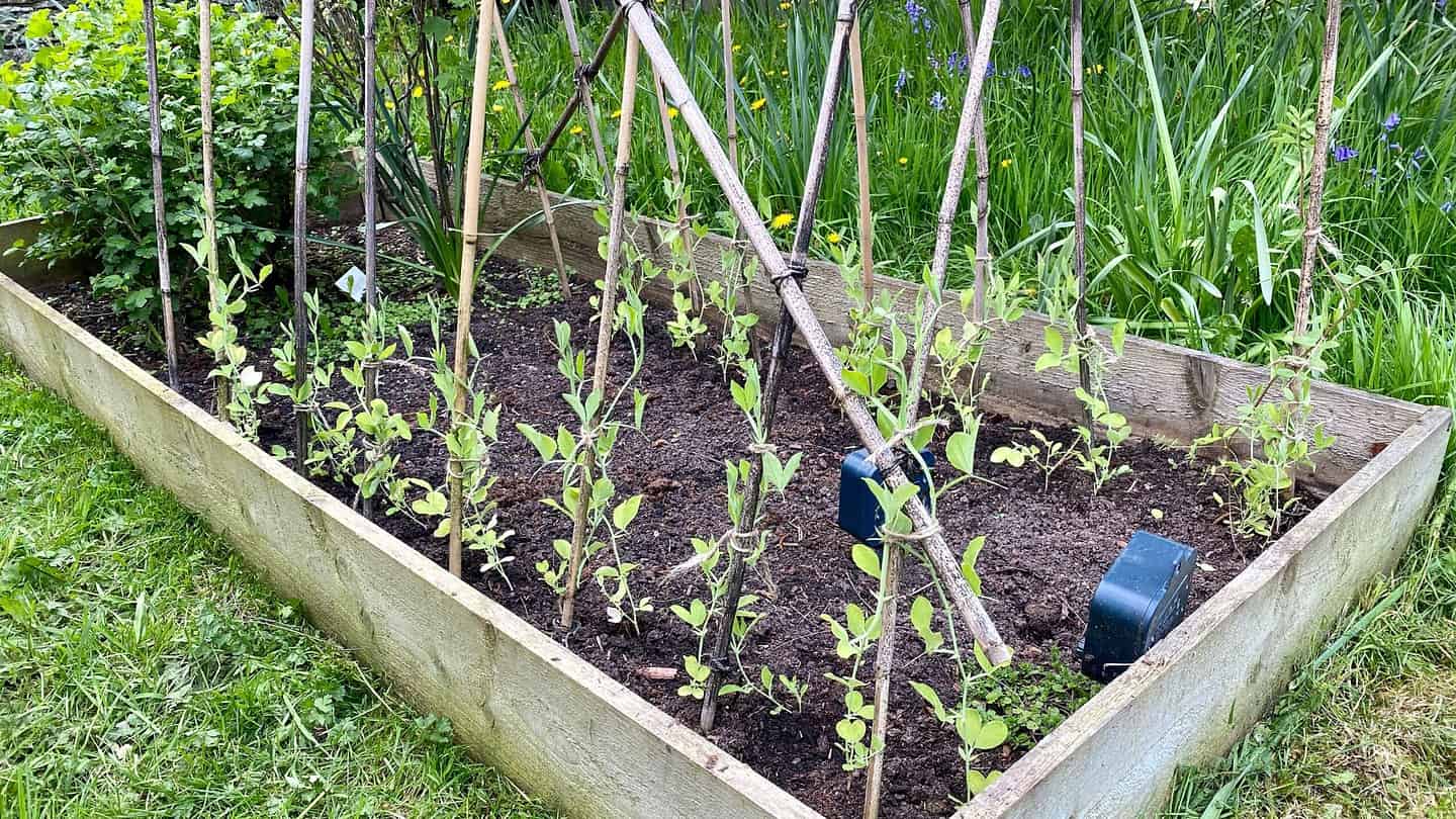 What To Do In The Garden In May garden-in-may-sweet-peas