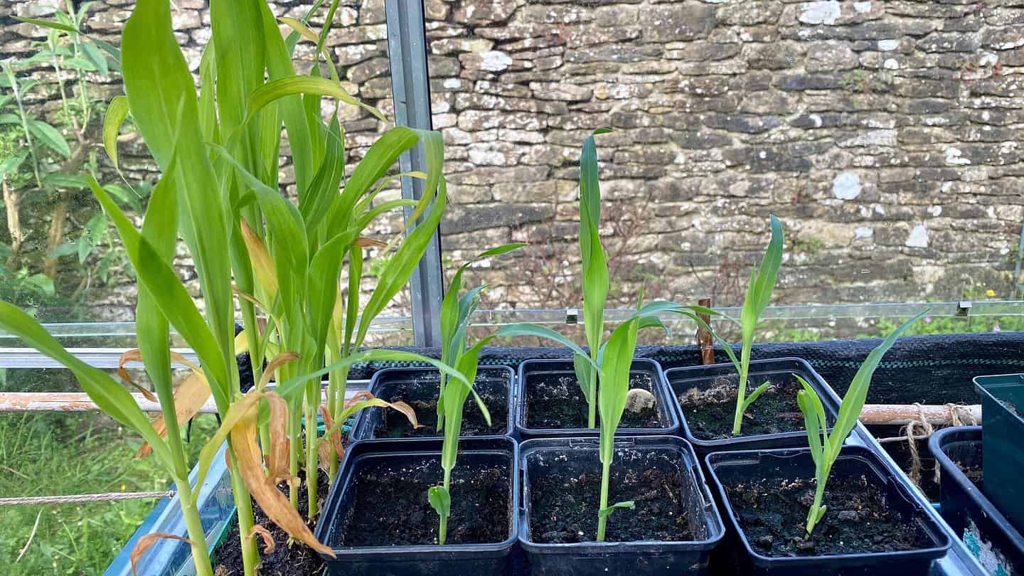 What To Do In The Garden In May garden-in-may-sweetcorn