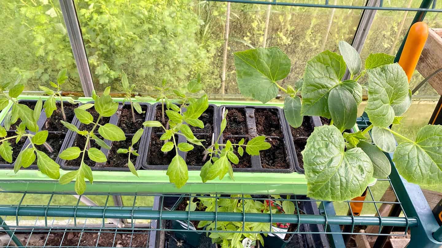 What To Do In The Garden In May garden-in-may-tomatoes-cucumbers