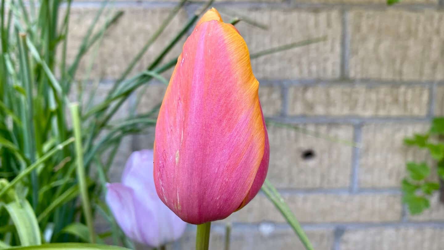 What To Do In The Garden In May garden-in-may-tulip-apricot