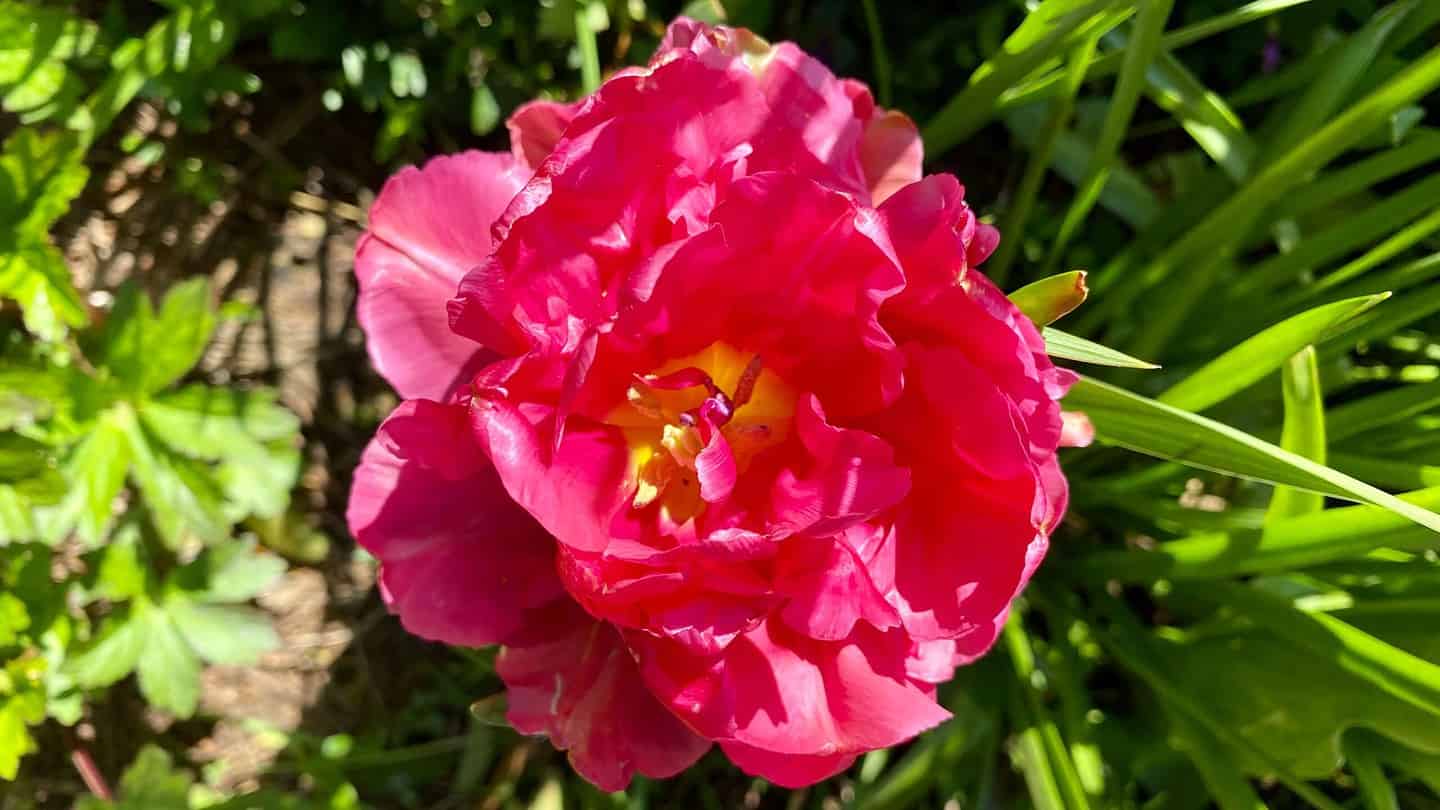 What To Do In The Garden In May garden-in-may-tulip-peony