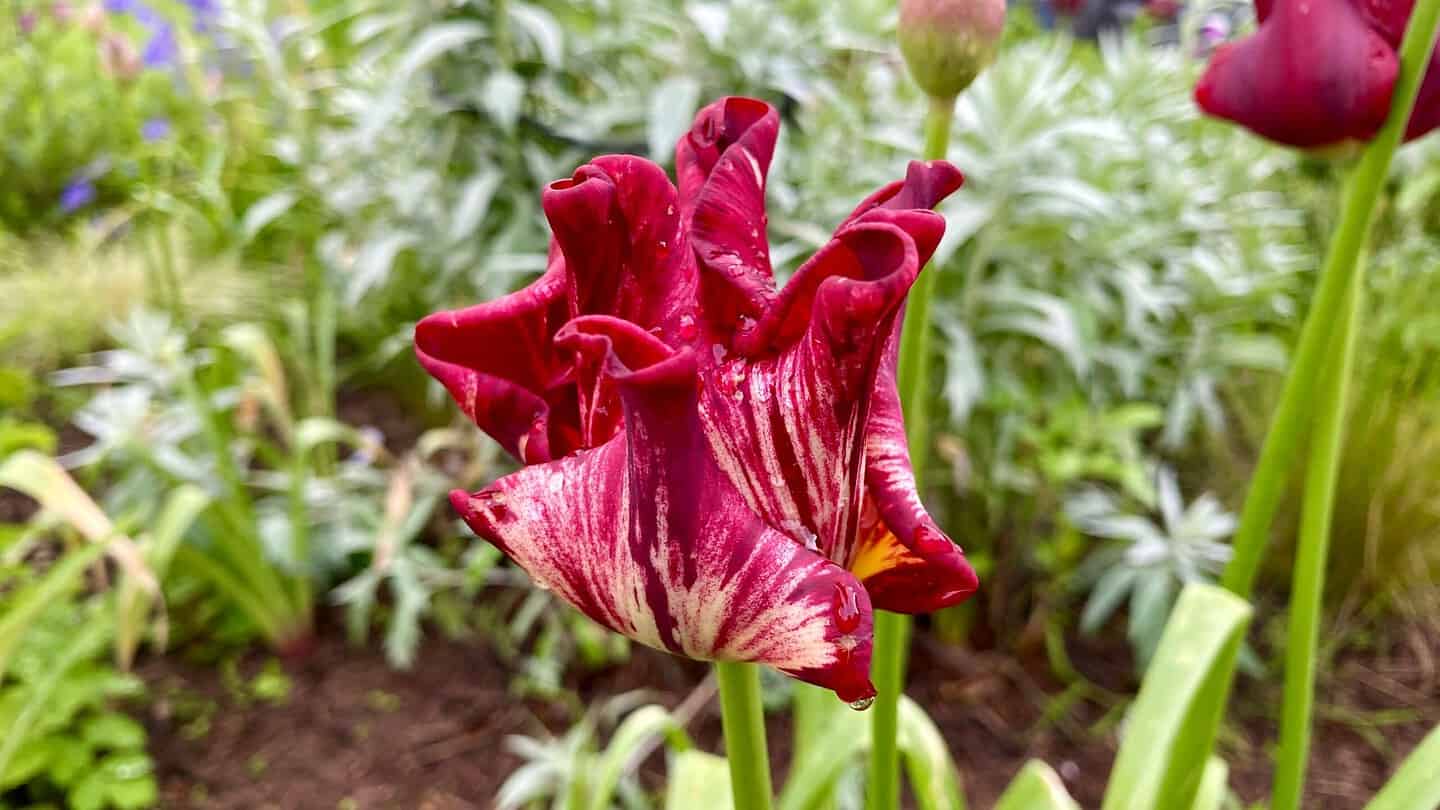 What To Do In The Garden In May garden-in-may-tulip-red-white