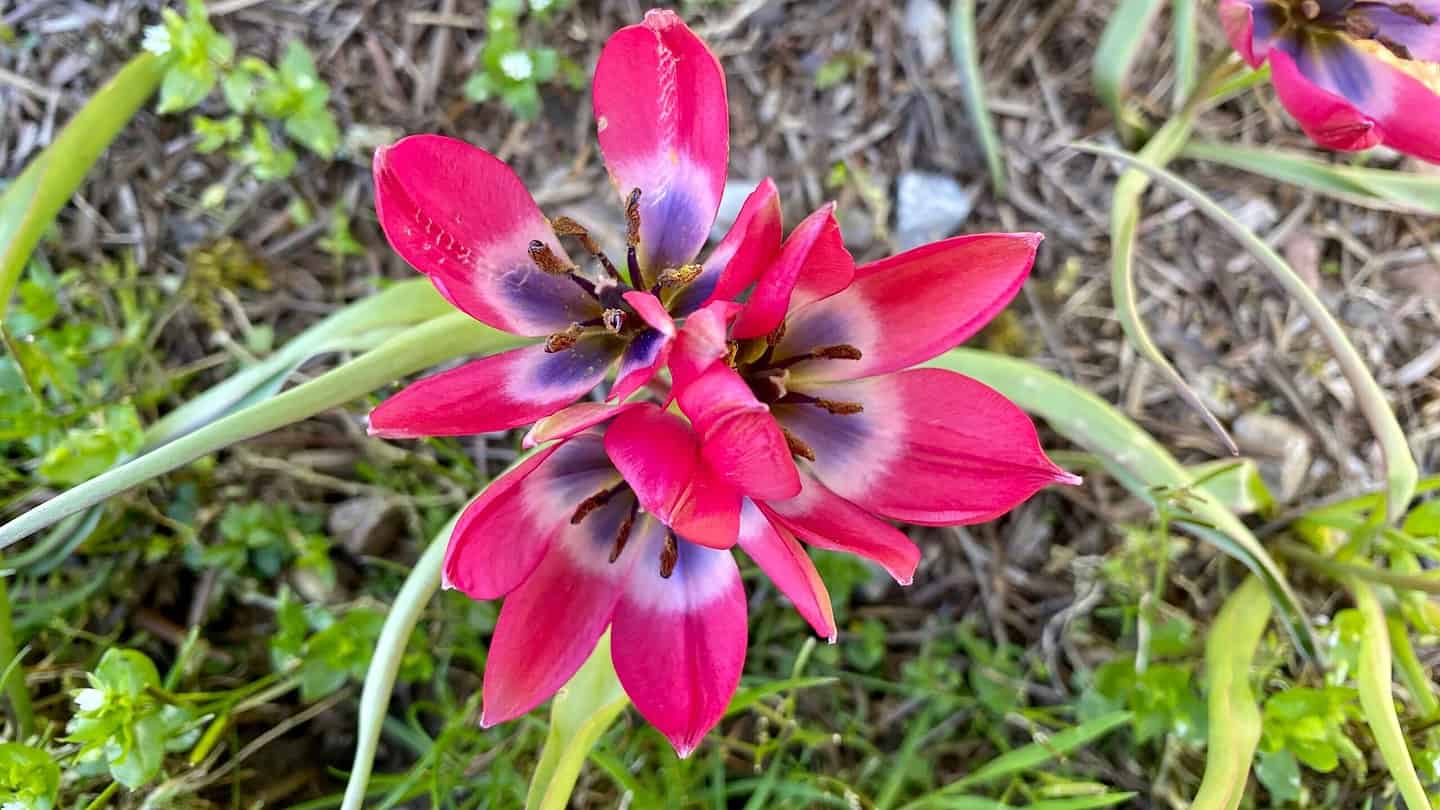 What To Do In The Garden In May garden-in-may-tulip-species
