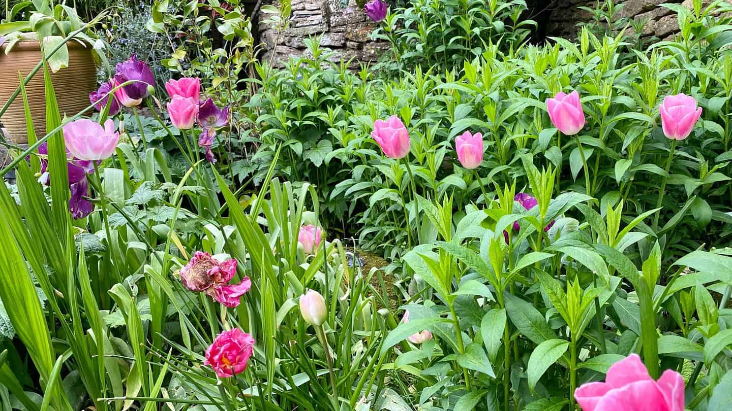 What To Do In The Garden In May garden-in-may-tulips