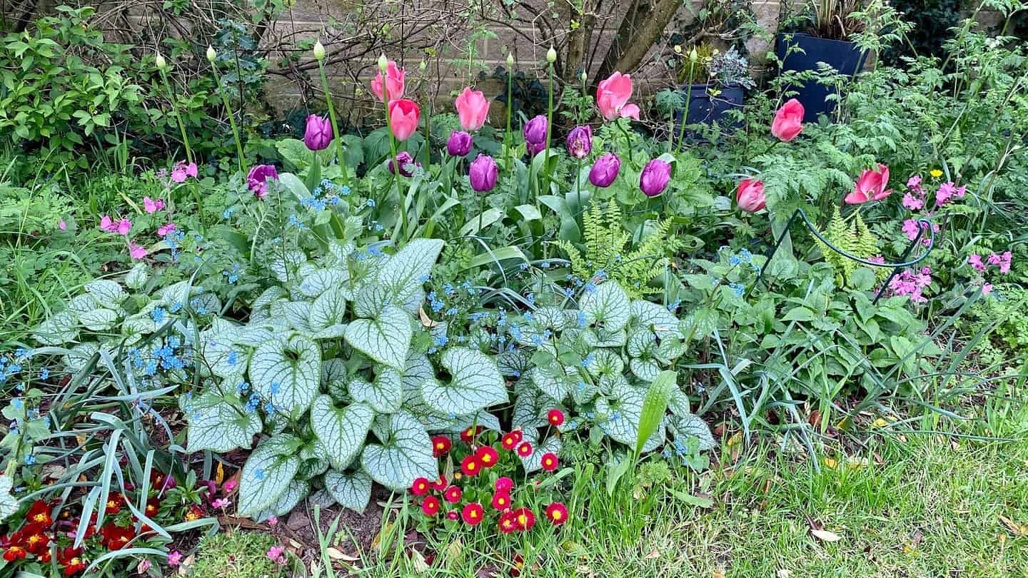 What To Do In The Garden In May garden-in-may-tulips-border