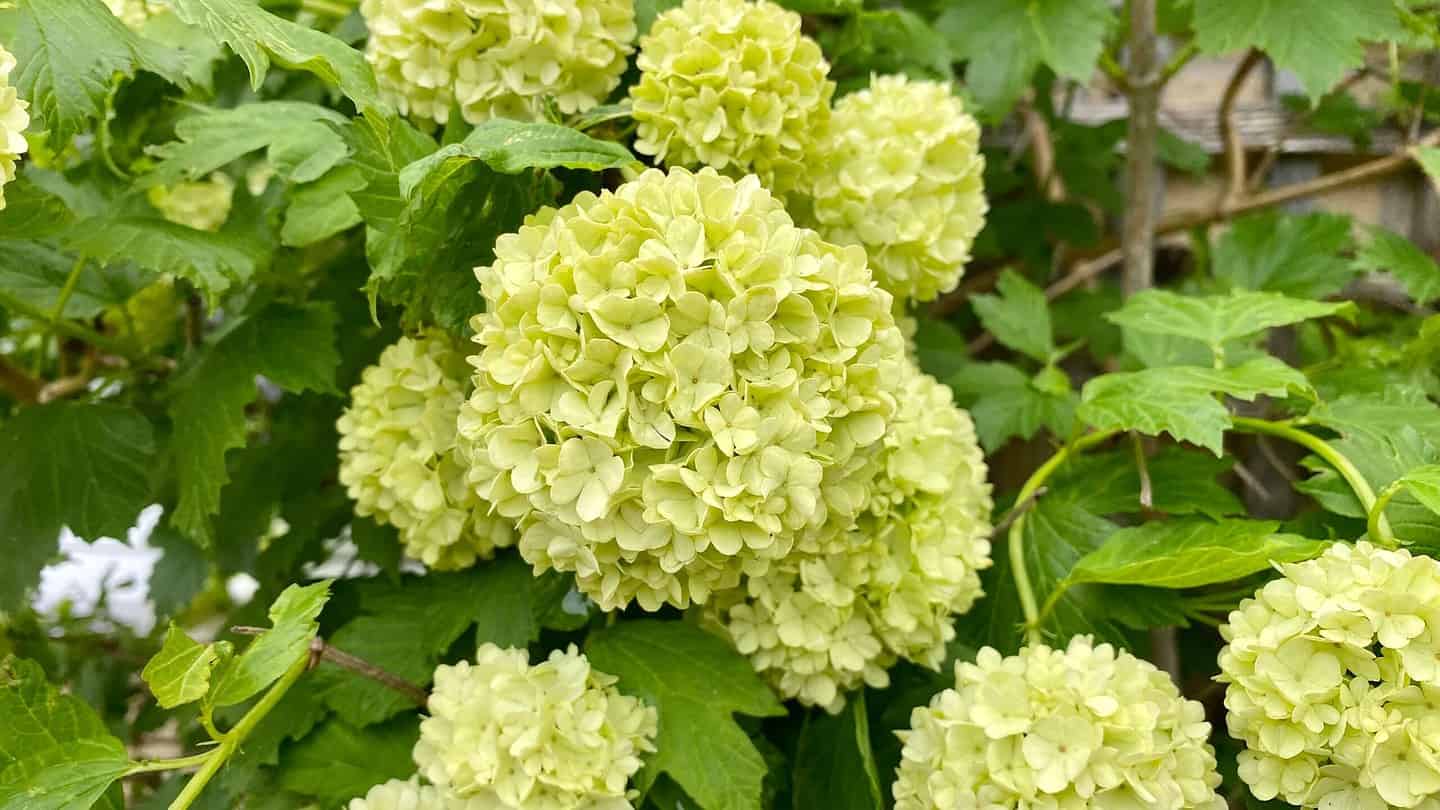What To Do In The Garden In May garden-in-may-viburnum-opulus-roseum